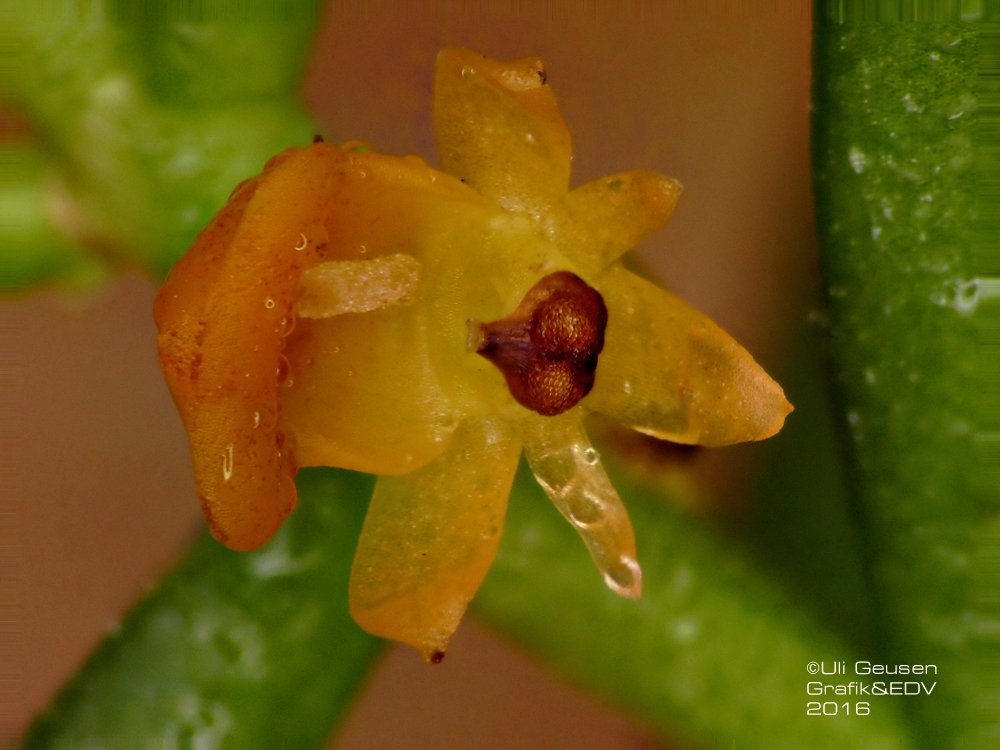 Adenoncos parviflora